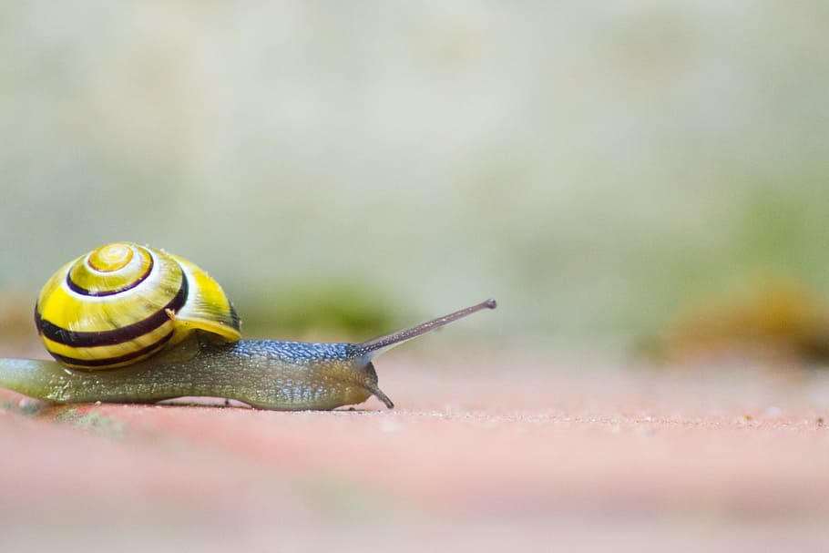 Snail, Shell, Mollusk, Crawl, slowly, animal, slimy, nature HD wallpaper