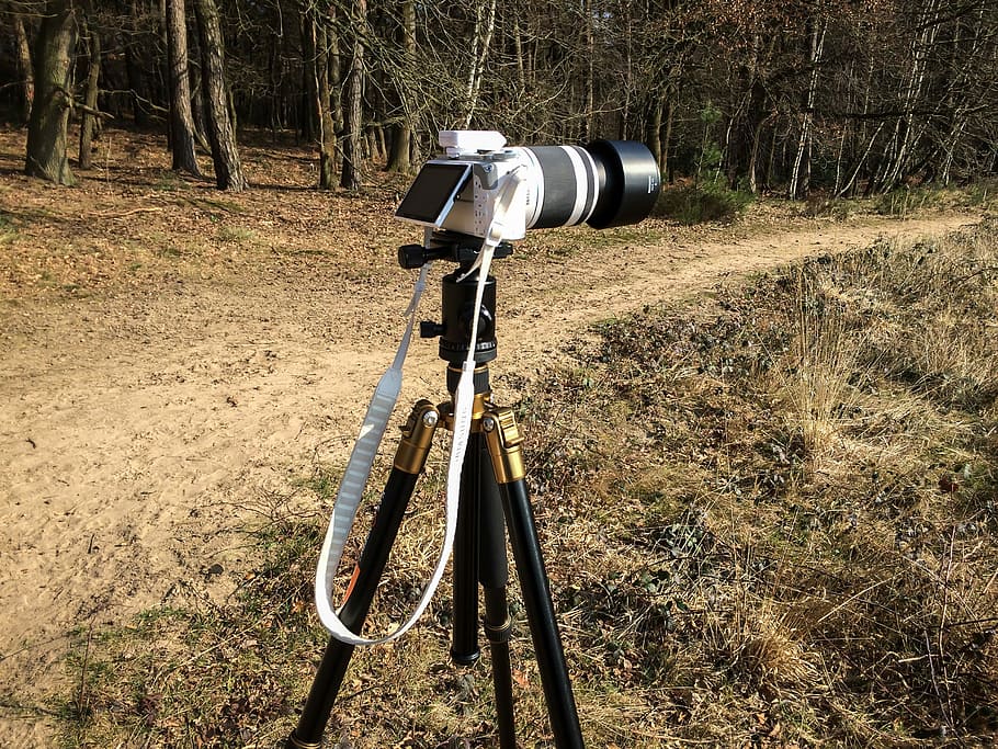Camera, Tripod, Photograph, Outdoor, telephoto lens, forest HD wallpaper