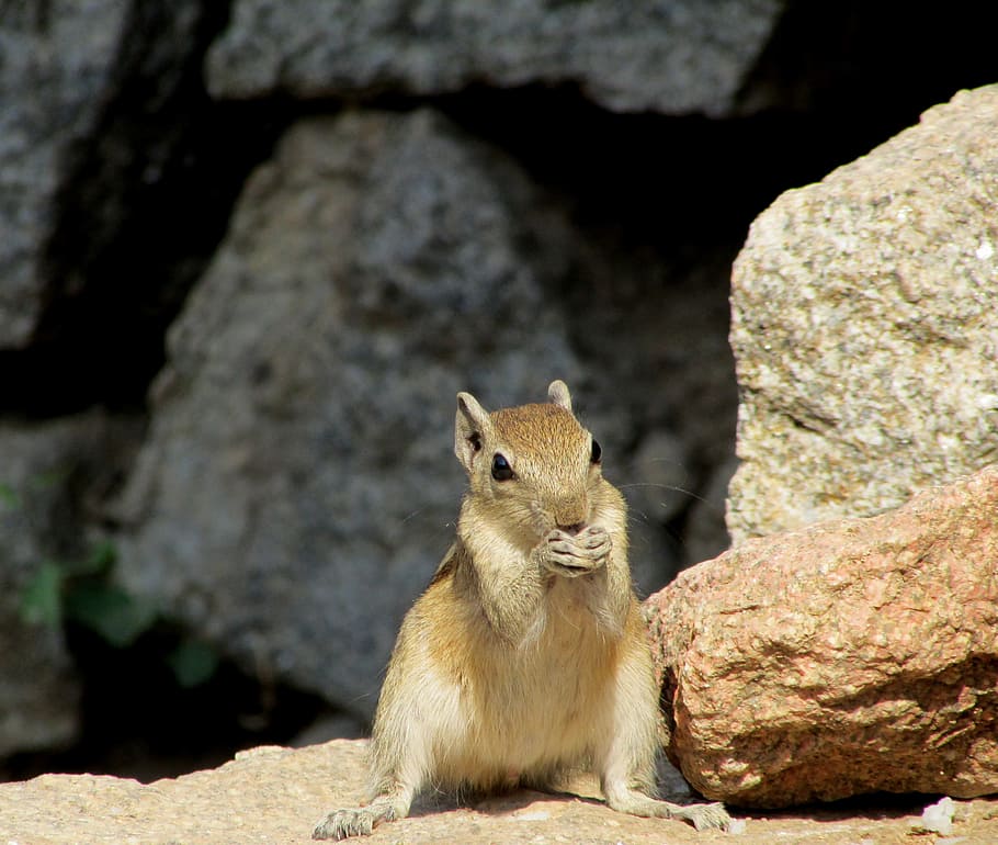 Squirrel, Folded, Hands, Eating, Hampi, folded hands, india HD wallpaper