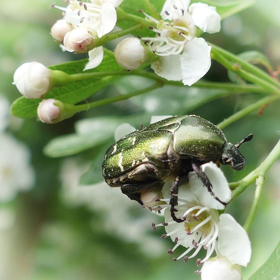 Beetle, Rose, Insect, Flowers, rose beetle, nature, close-up HD wallpaper