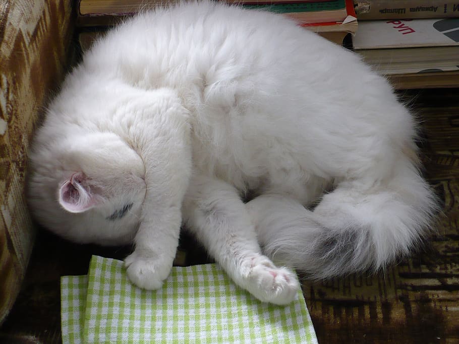 sleeping cat, indoors, longhair, cute, furry, pet, domestic, HD wallpaper