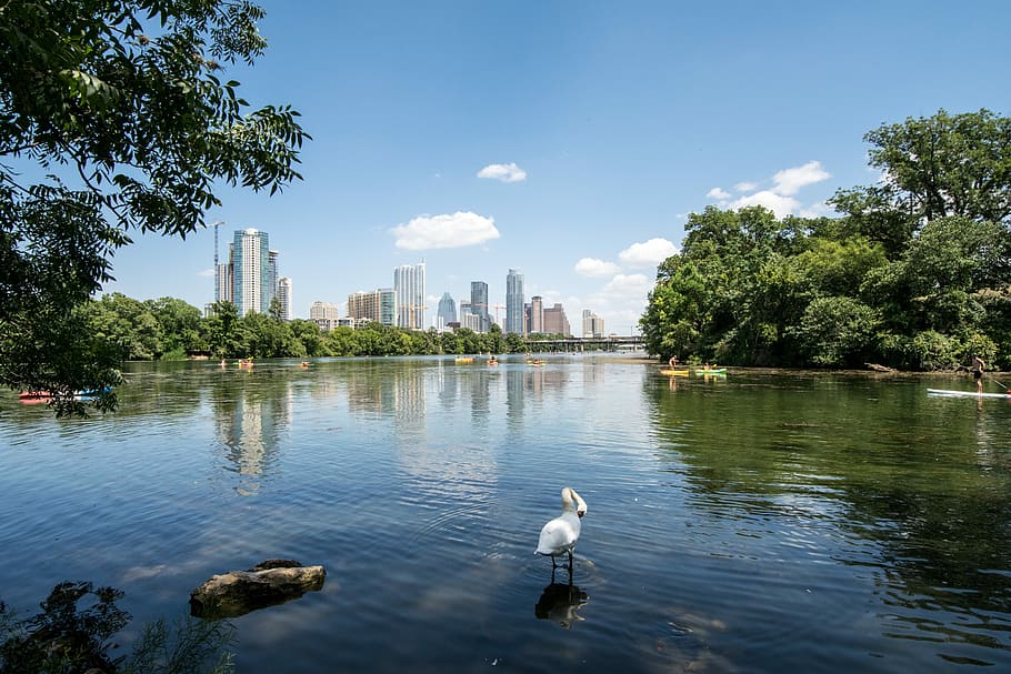 white bird standing on body of water during daytime, Austin, Texas, HD wallpaper