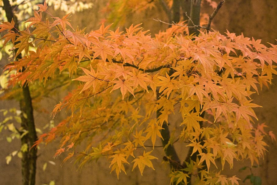 brown maple leaves, emerge, book, october, autumn, golden, red HD wallpaper