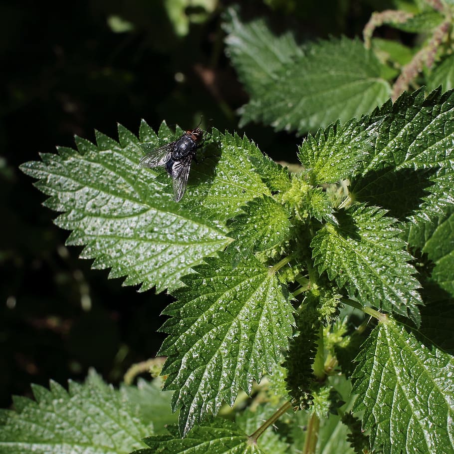 Fly, Plant, black, green color, leaf, one animal, animal wildlife HD wallpaper