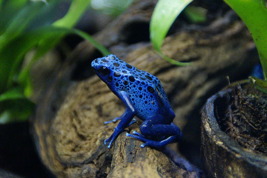 selective focus photography blue Tree Frog, poison frog, tropical