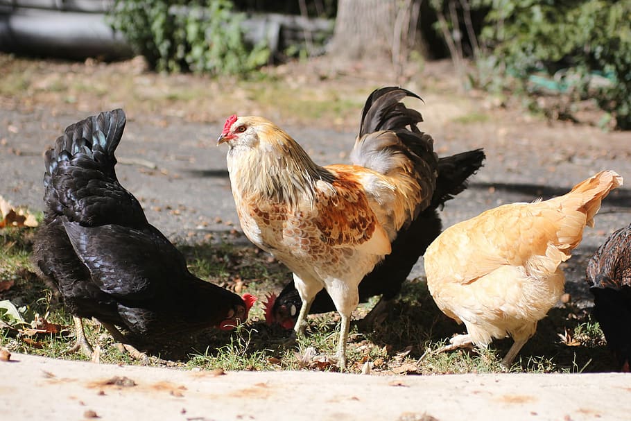 Rooster, Cockerel, Chicken, Summer, pullet, pullets, rural HD wallpaper
