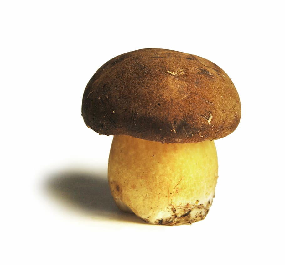 Boletus, close-up, food, fungus, mushroom, public domain images, HD wallpaper