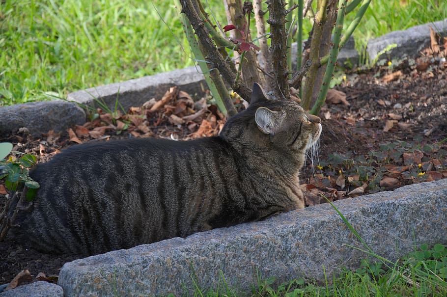 animals, cat, mackerel, concerns, cozy, garden, one animal HD wallpaper