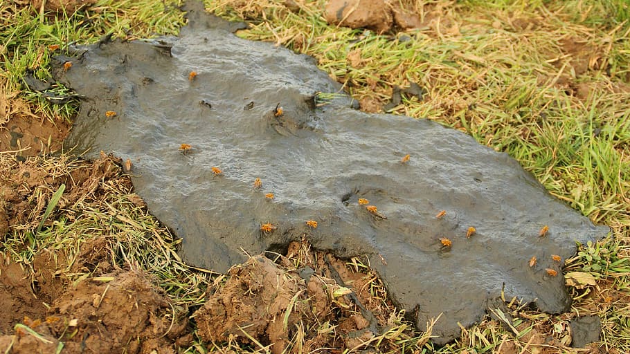 dung, fly, fruitful, insect, cow dung, stink, nasty, plant HD wallpaper