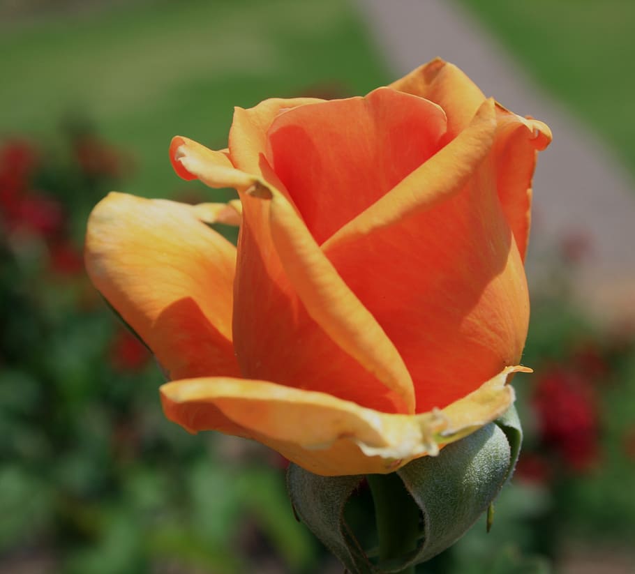 flower, bloom, bud, rose, tea, orange, petals, soft, velvety HD wallpaper