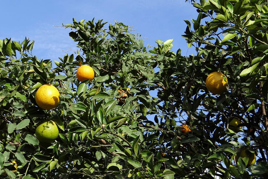 Orange Tree, Orange, Fruit, Citrus, juicy, vitamin c, hulikatti HD wallpaper