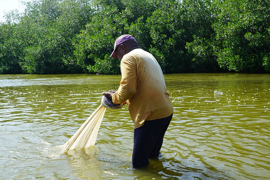 mongroven, forest, water, fish, man, work, hard, colombia, kartagena HD wallpaper