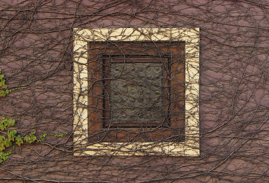 square white and brown window coated with vines, prague, wall HD wallpaper