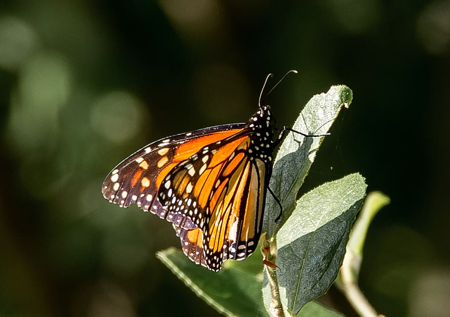 butterfly, insect, large, orange, black, pattern, wild, wing HD wallpaper