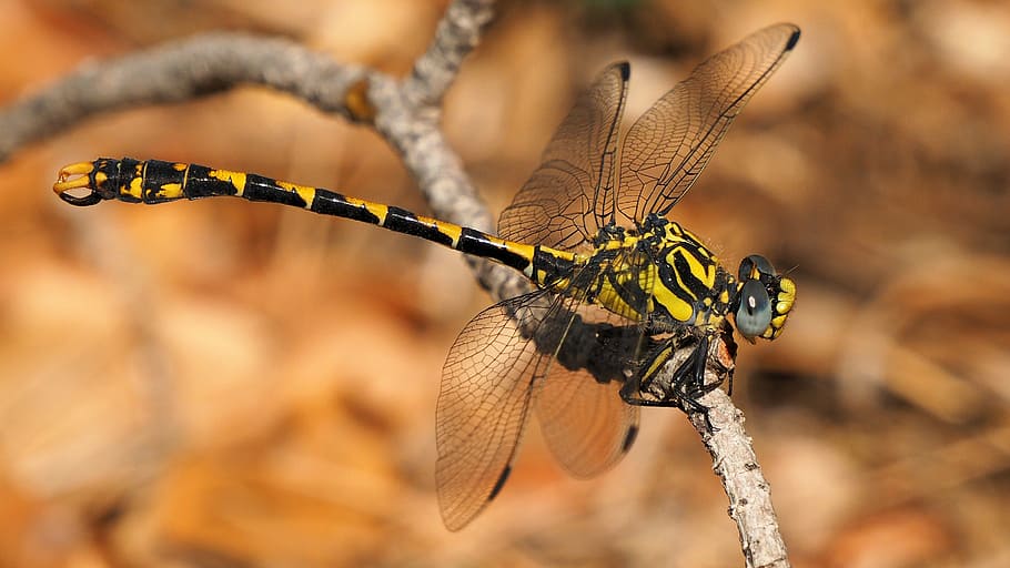 nature, insect, dragonfly, macro, animal themes, animal wildlife HD wallpaper