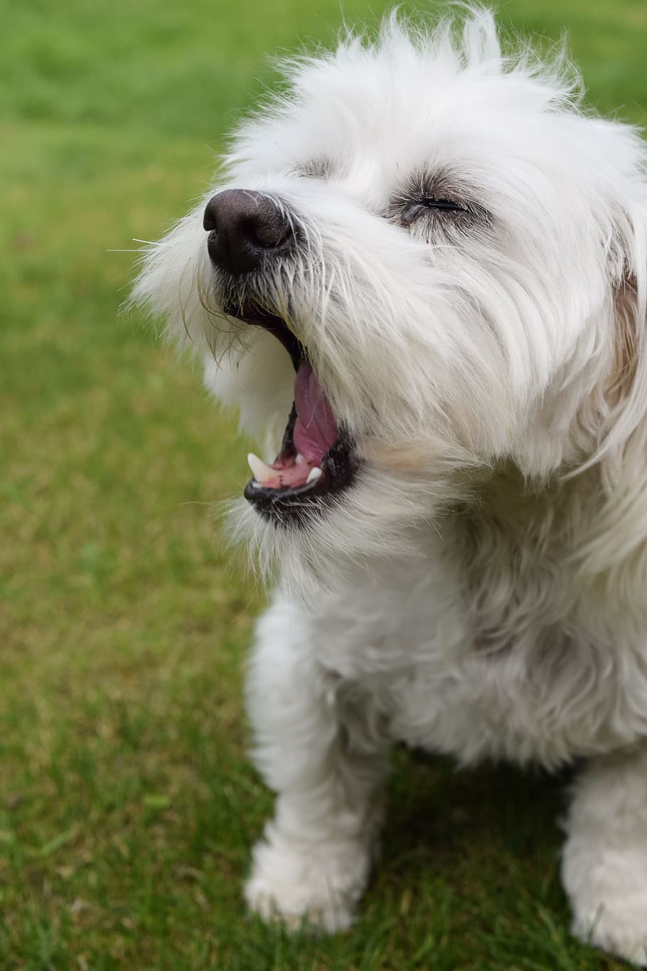 dog, cute, maltese, white, tired, sweet, animal, pet, small, HD wallpaper