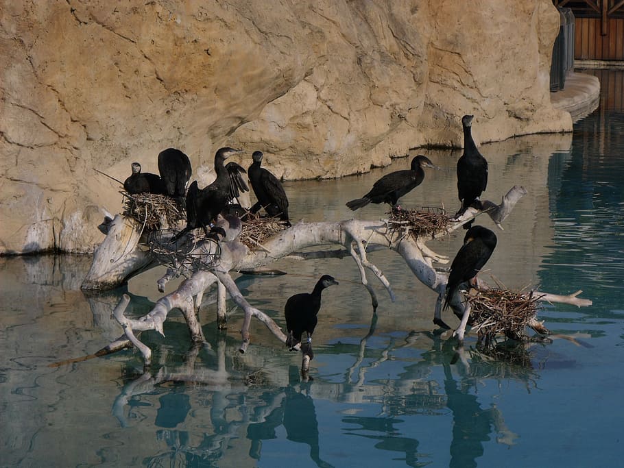 bird, nature, ave, wing, pen, river, trunk, water, animal, wildlife HD wallpaper
