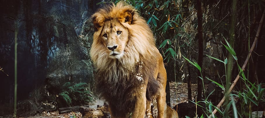 brown lion on woods, lion stands next to bamboo grass photo, standing HD wallpaper