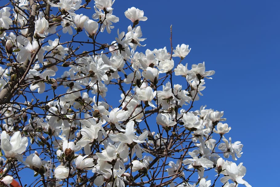 white blue, sky, flowers, tree, spring, blue sky, mood, plant HD wallpaper