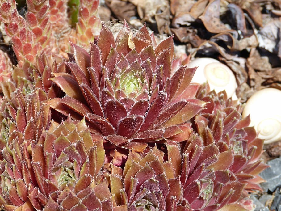 cactus, close, red, brown, sun, blossom, bloom, plant, nature HD wallpaper