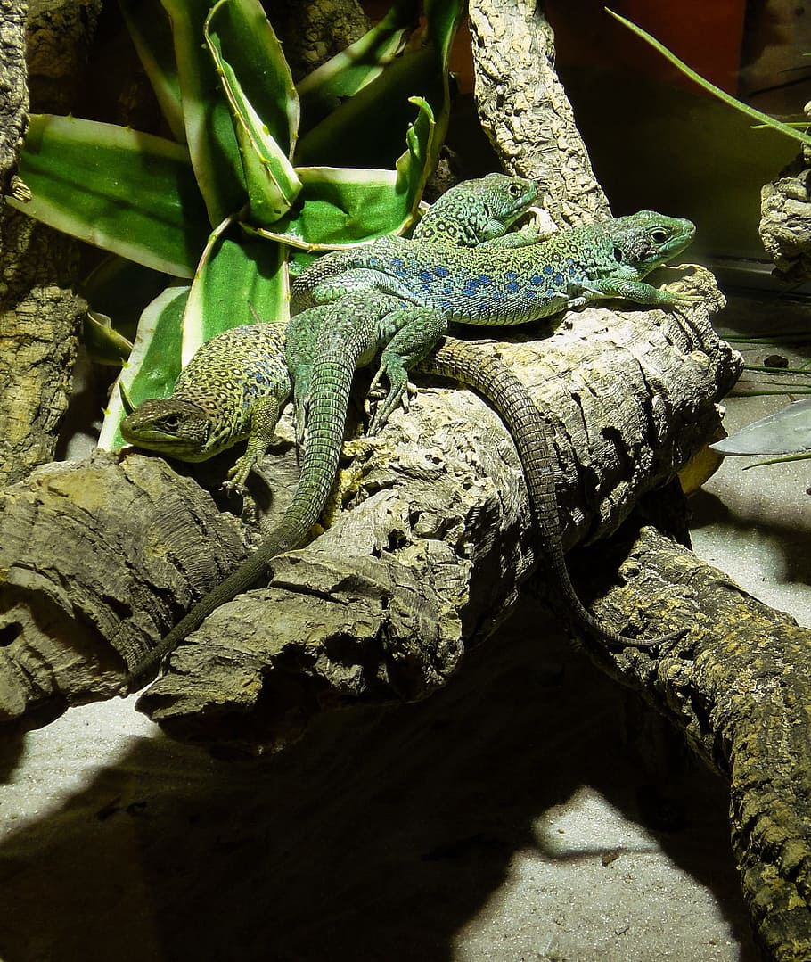 Reptile, Lizard, Green, Scale, tree monitor, animal, nature HD wallpaper