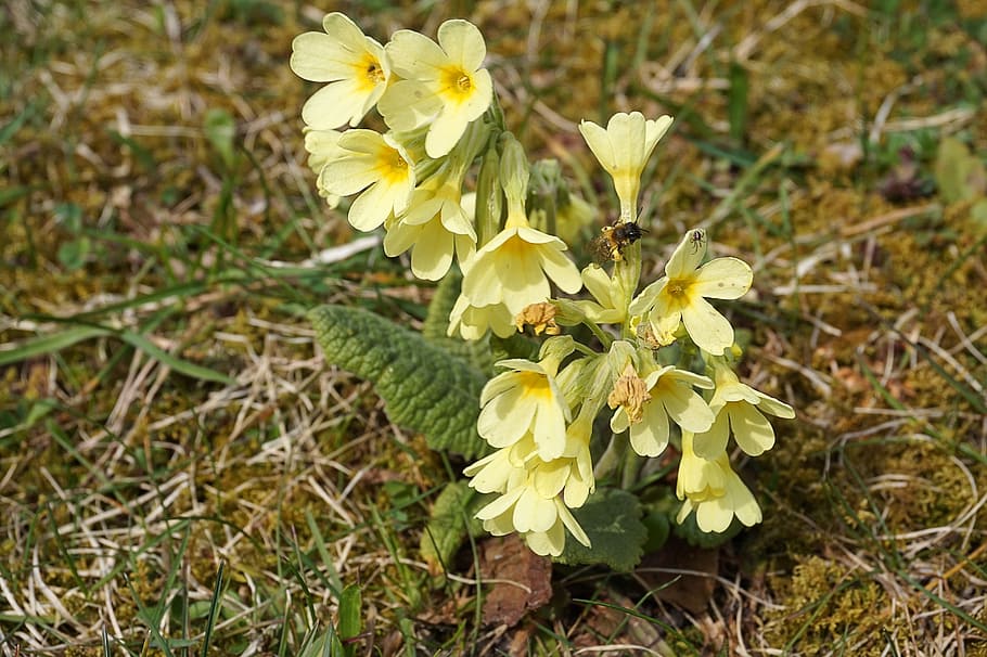 Cowslip, Flower, Spring, Plant, Yellow, nature, bloom, beautiful HD wallpaper