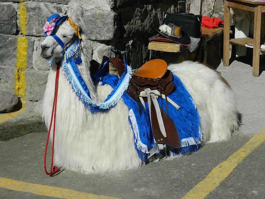 flame, animals, wool, andina, andean animals, mammal, animal themes HD wallpaper