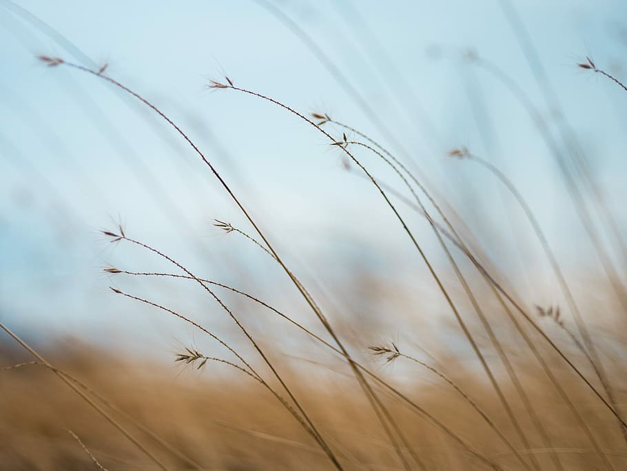 focus photography of brown plants, shallow focus photography of grains HD wallpaper