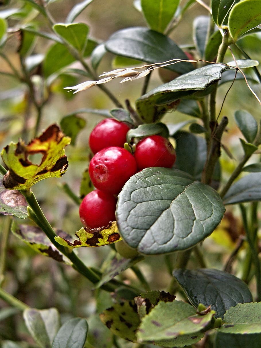 close-up photography of round red fruits, cranberries, berry HD wallpaper