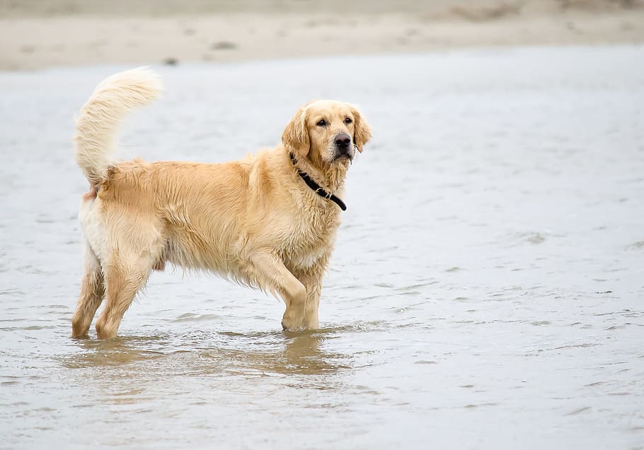 Dog, Golden Retriever, Beach, Pet, big dog, hundeportrait, north sea, HD wallpaper