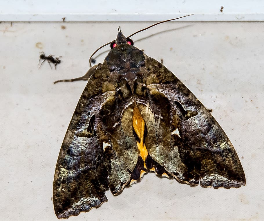 Moth, Fruit, Sucking, Insect, fruit-sucking moth, large, brown HD wallpaper