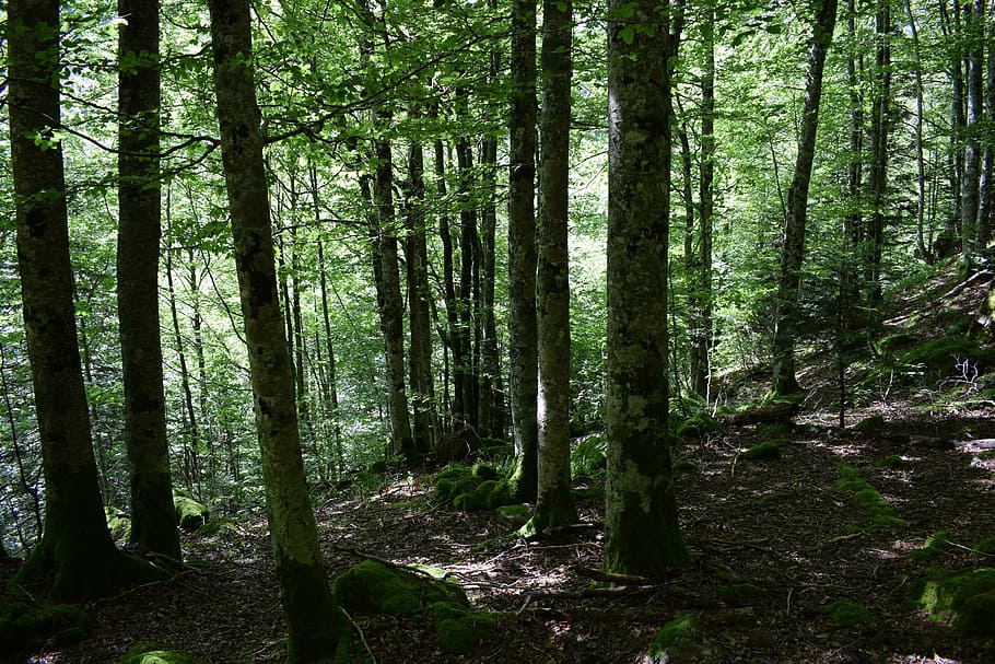 forest, trees, landscape, green, park, nature, plant, tree trunk HD wallpaper
