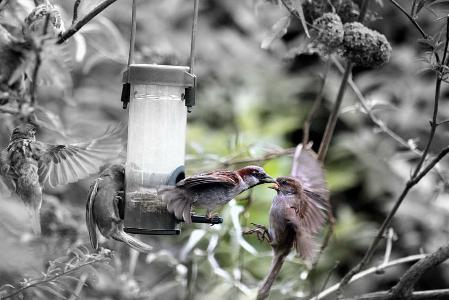 birds, sparrows, feathers, squabble, fight, fighting, beaks HD wallpaper