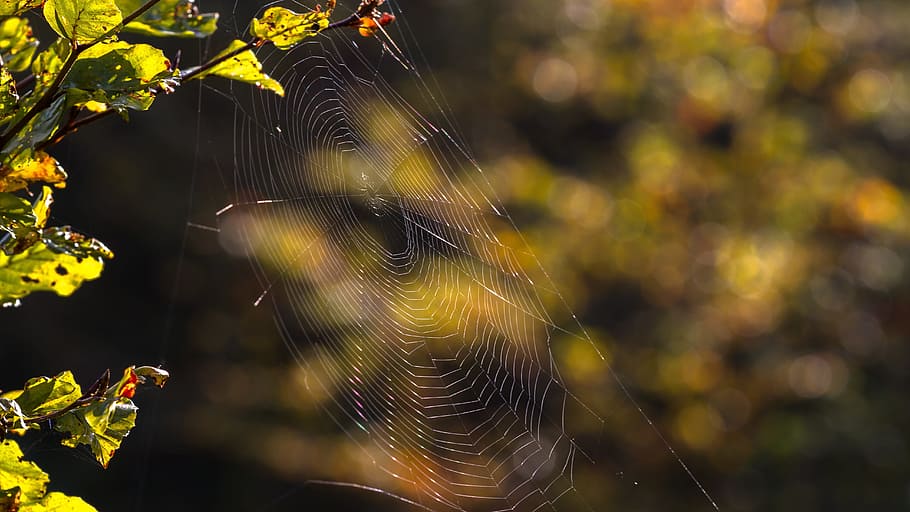 Cobweb, Network, Lichtspiel, spider Web, nature, dew, autumn HD wallpaper