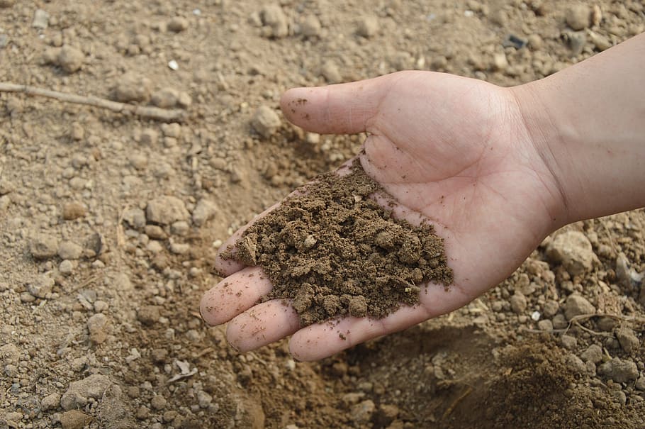 person holding brown soil, hand, farm, garden, fertilizer, compost