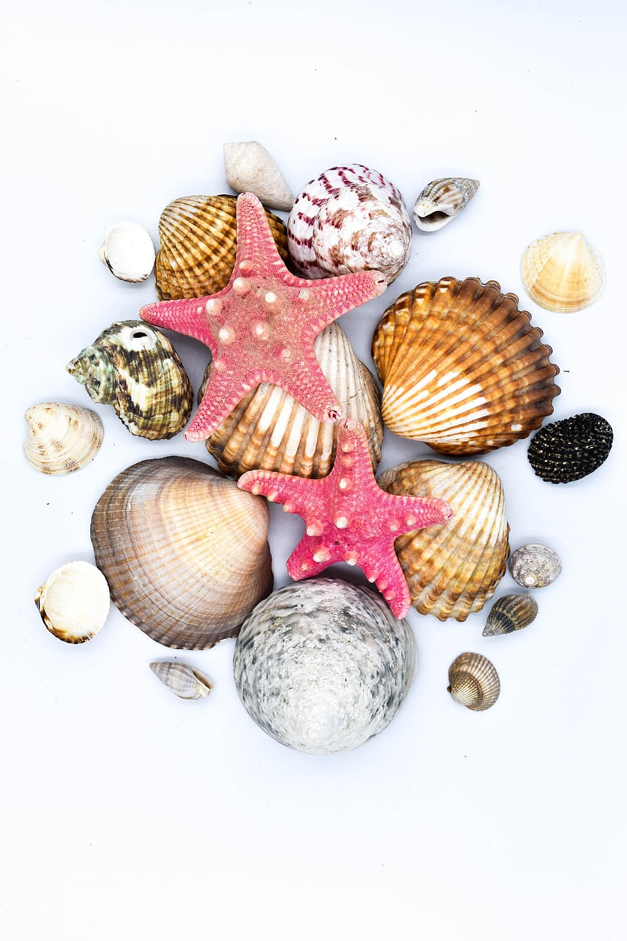 shells, starfish, seashell, crustaceans, scallop, beach, ornament HD wallpaper