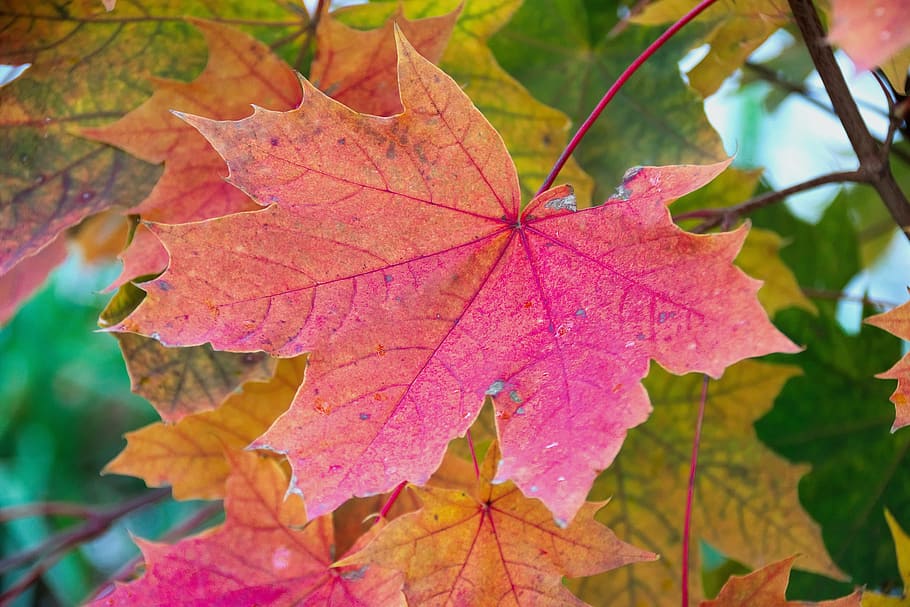 leaf, clone, autumn leaf, maple leaf, nature, tint, time of year HD wallpaper