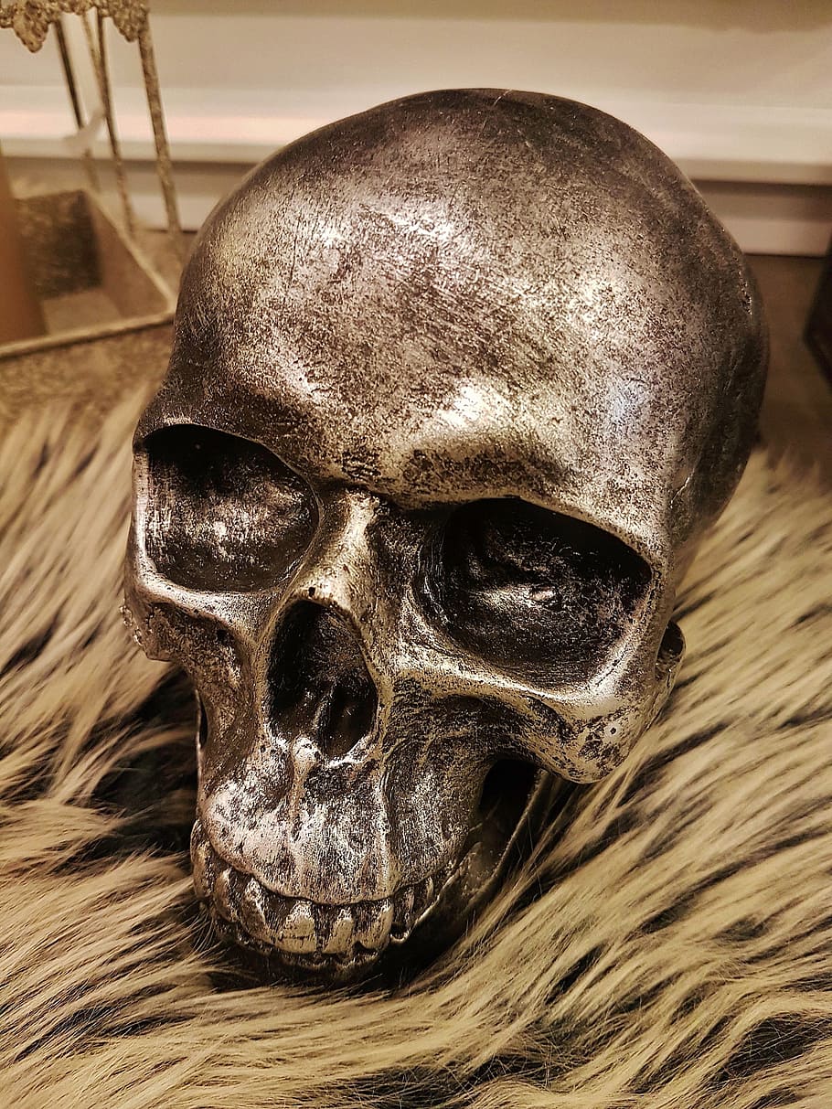 skull, frame, face, portrait, halloween, close-up, indoors HD wallpaper