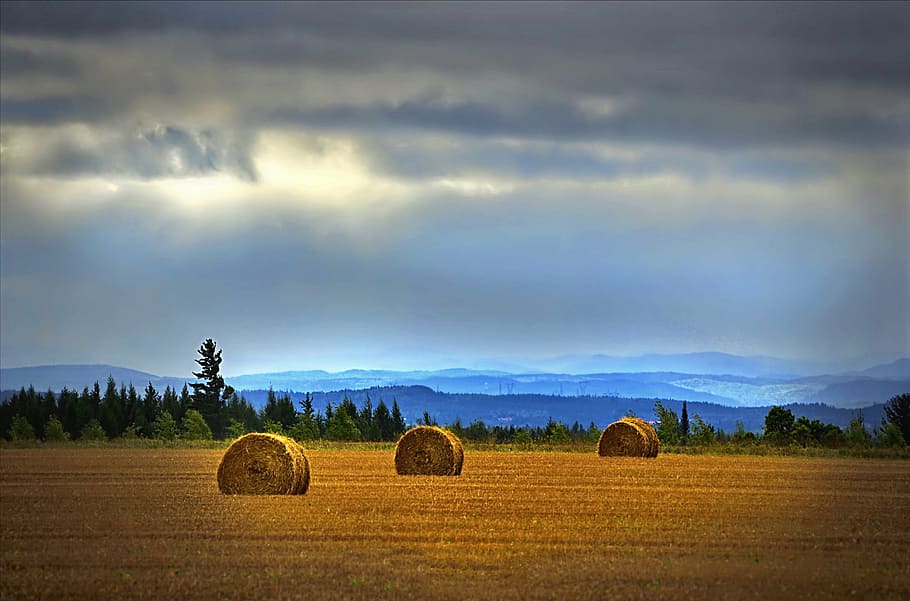 three hay stacks on brown field, landscape, fields, pre, balls HD wallpaper