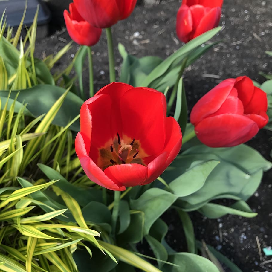 tulip, flower, red, flowering plant, beauty in nature, petal HD wallpaper