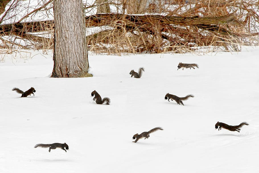 squirrel lot on snowy field, party, scurry, winter, ice, white HD wallpaper