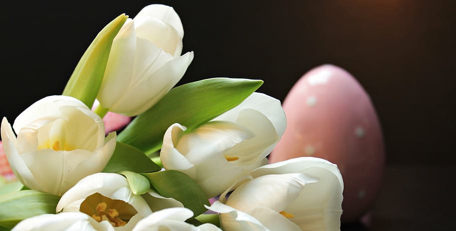 white tulip flowers, tulips, tulipa, easter egg, pink easter egg, HD wallpaper