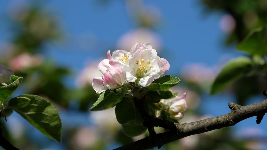 apple blossom, apple tree, spring, bloom, blue sky, petals HD wallpaper