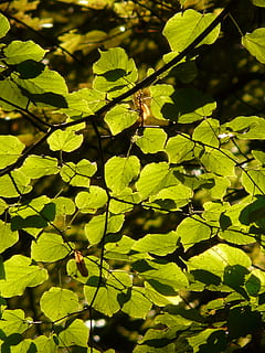 leaves, back light, green, tree, branch, sunlight, shine through HD wallpaper