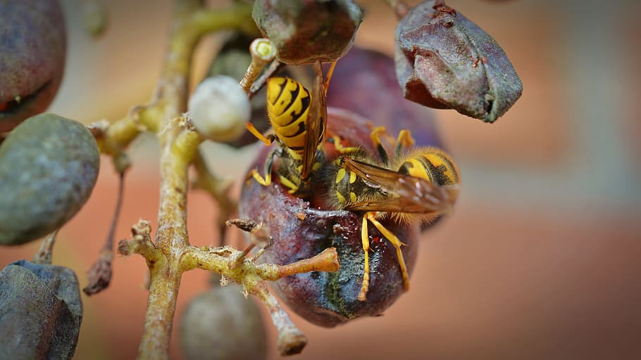 Wasps, Grapes, Devoured, wasps devoured, grapevine protection