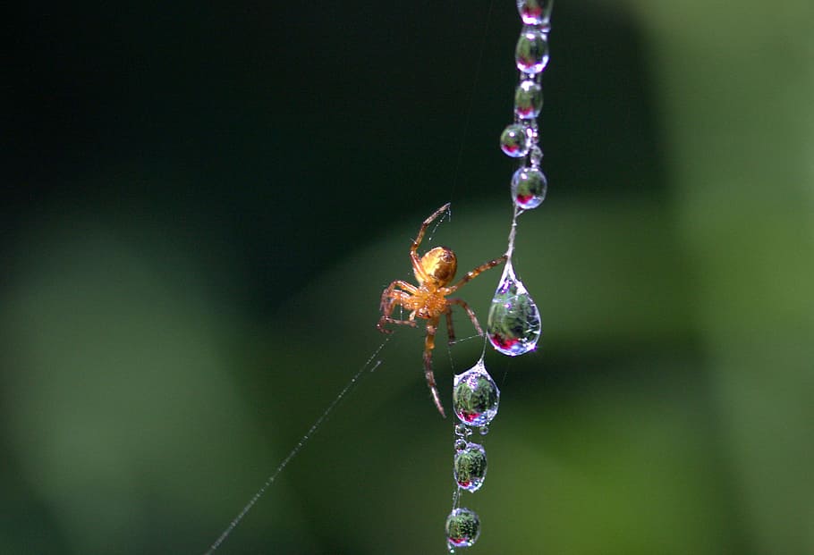 Spider Web, Drops, Dew, place, nature, one animal, focus on foreground HD wallpaper