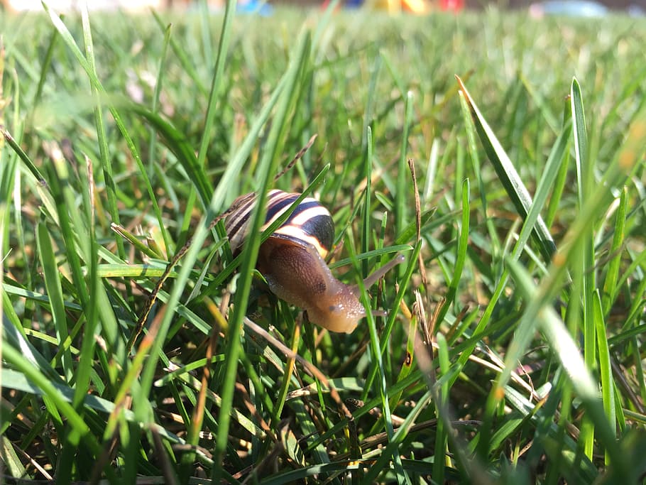 snail, grass, shell, eyes, plant, green color, nature, field HD wallpaper