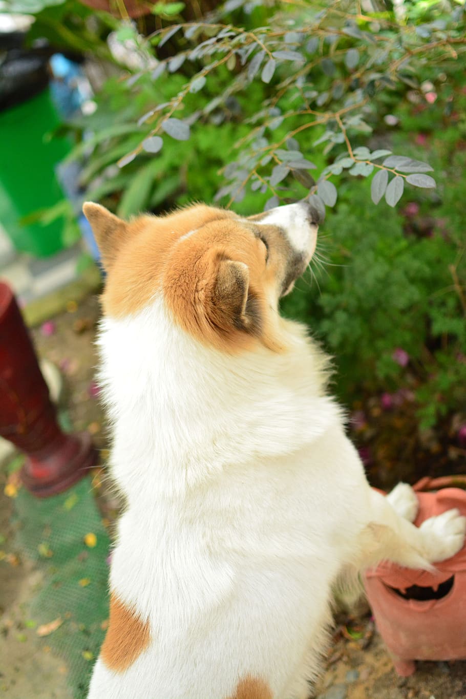 dog, play, tree, mammal, one animal, pets, domestic animals HD wallpaper