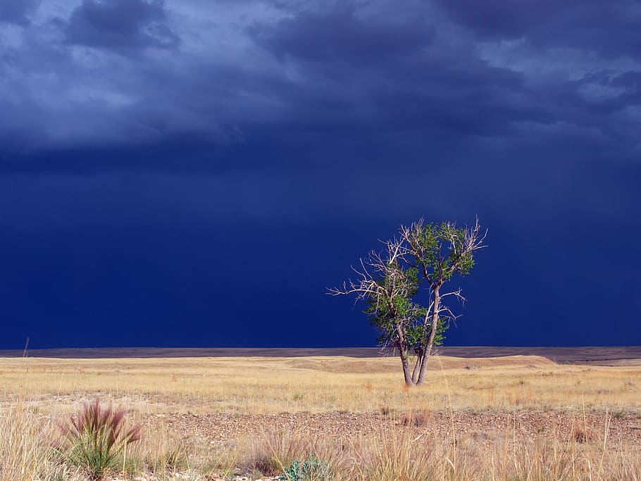 green leafed tree, beautiful, stormy sky, cloud, thunderstorm HD wallpaper