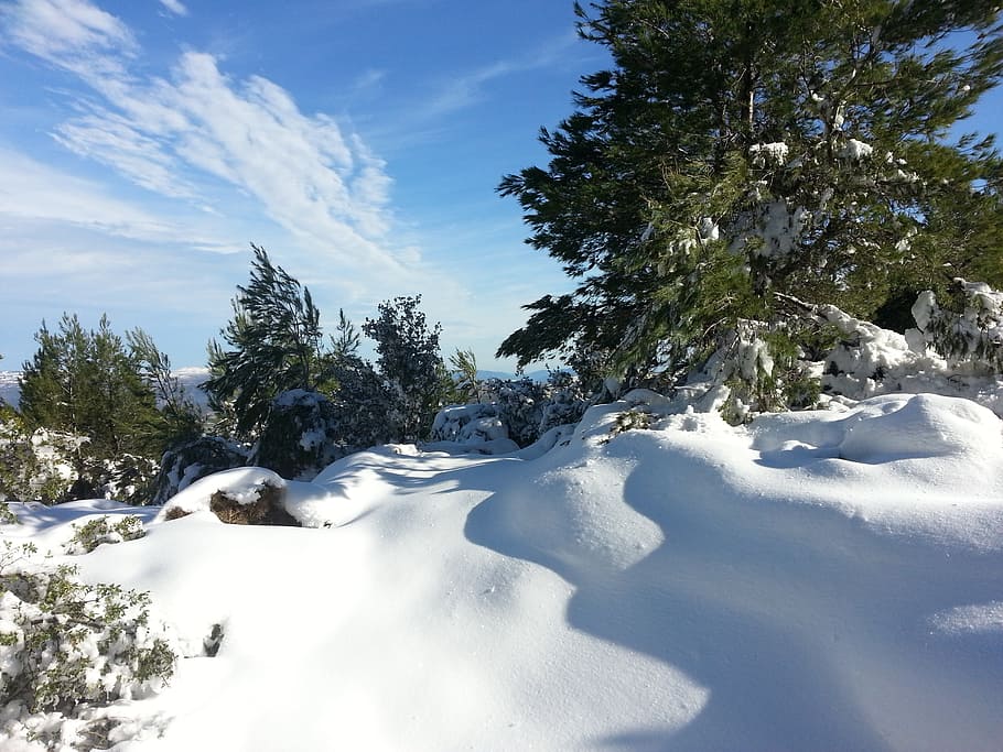 snow-covered trees, winter, mountain, pine, cold, white, christmas HD wallpaper